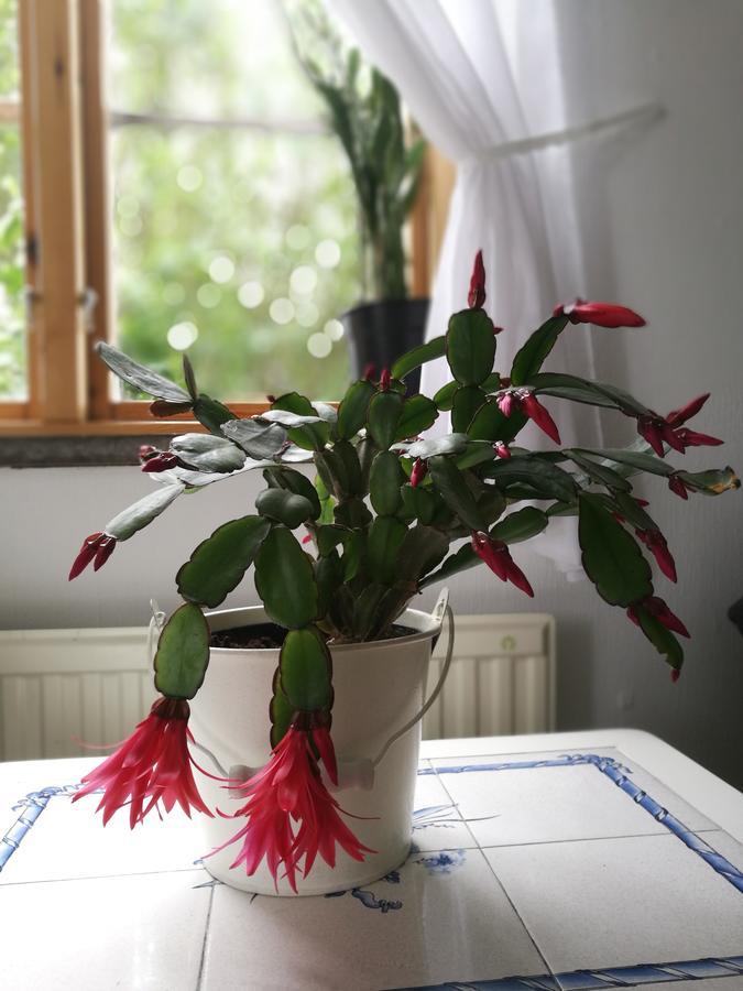 Garden Mellan Slotten Svarte Екстер'єр фото