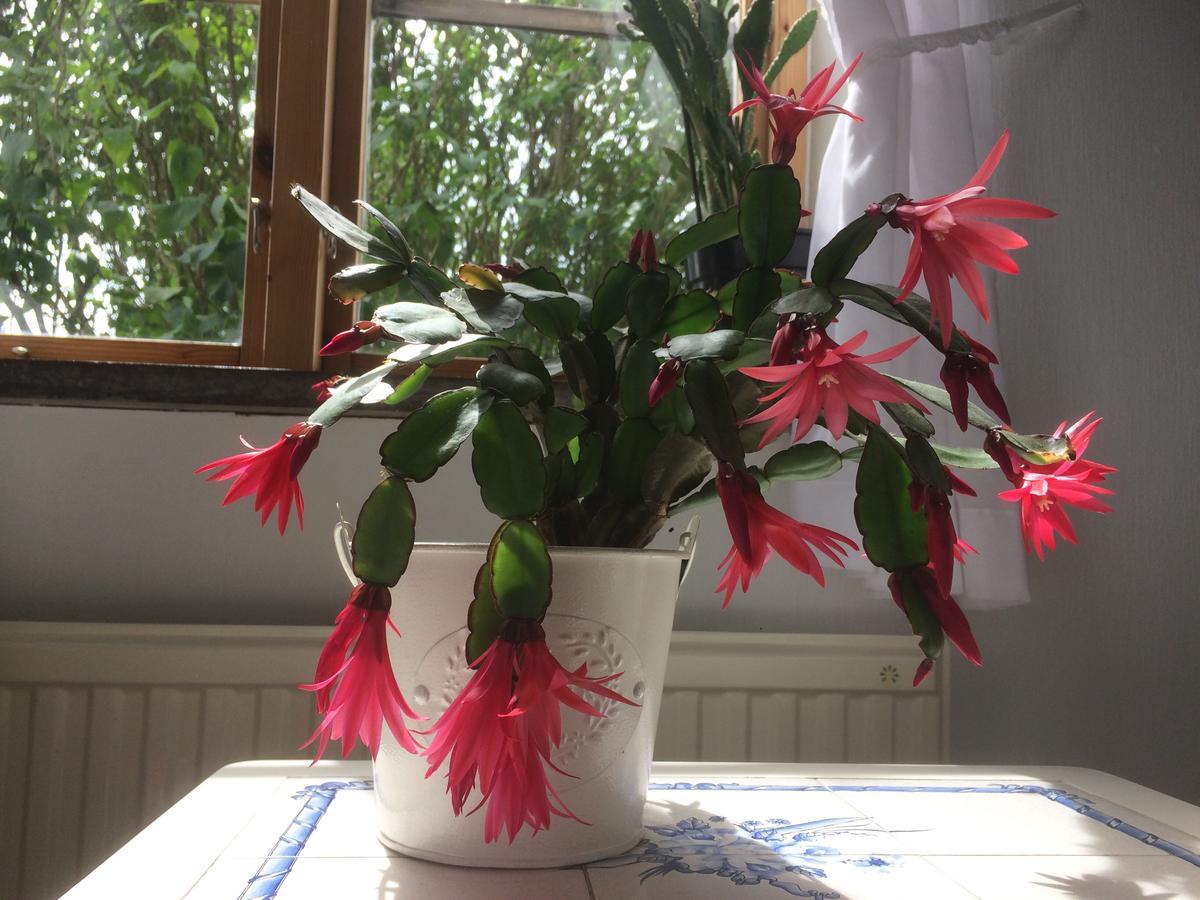 Garden Mellan Slotten Svarte Екстер'єр фото